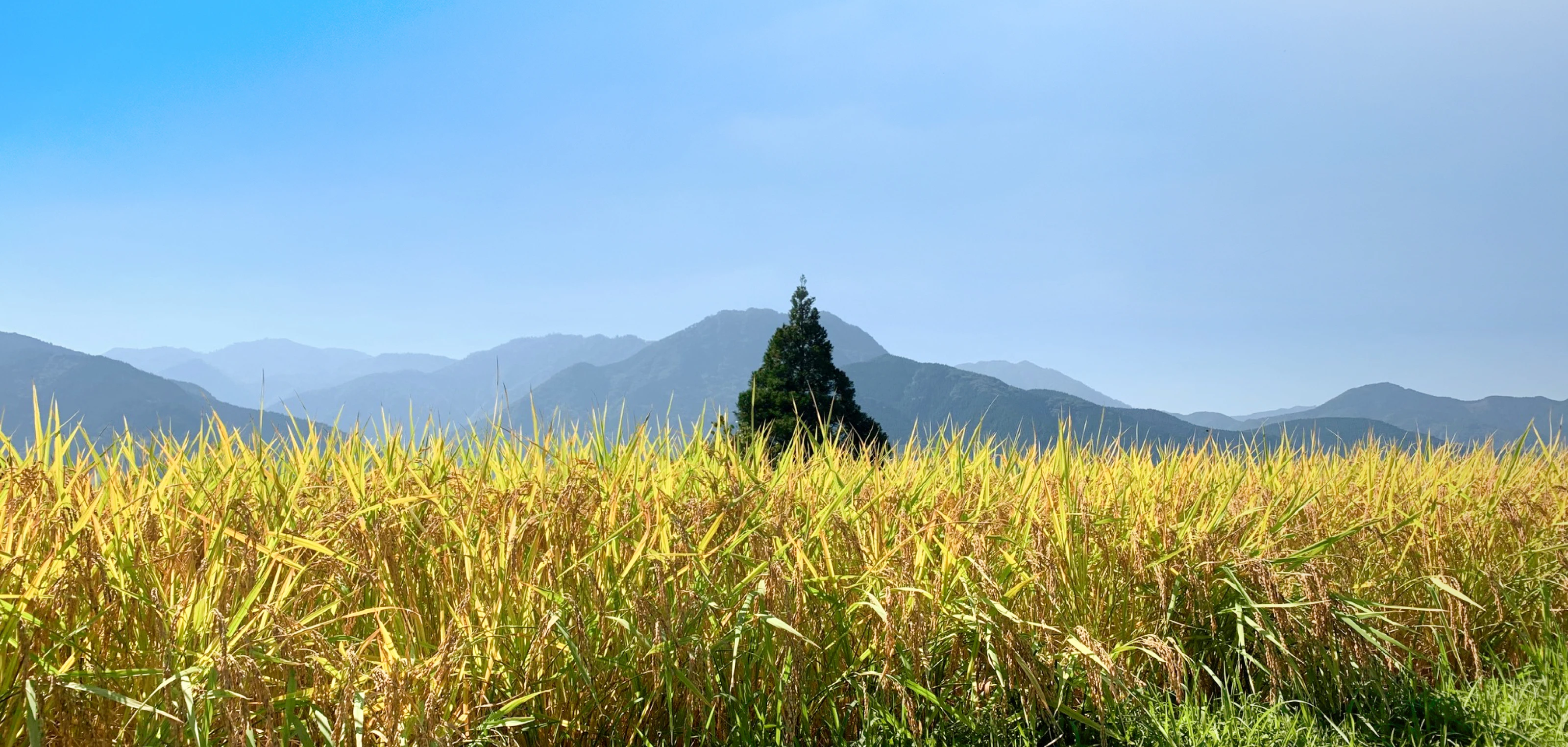 豊作の田んぼと空